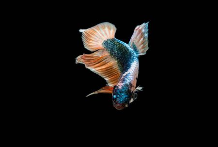 Betta fish in black backgroundの写真素材