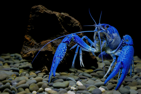 Shrimp Crayfish in a black backgroundの写真素材
