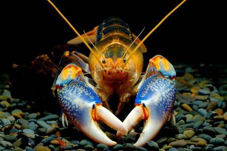 cherax destructor yabby volcano Thailand Breedingの写真素材