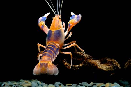 Cherax Destructor volcano in the aquariumの写真素材