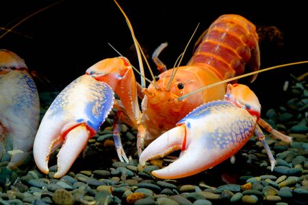 crayfish in the aquariumの写真素材