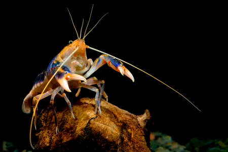 crayfish in the aquariumの写真素材