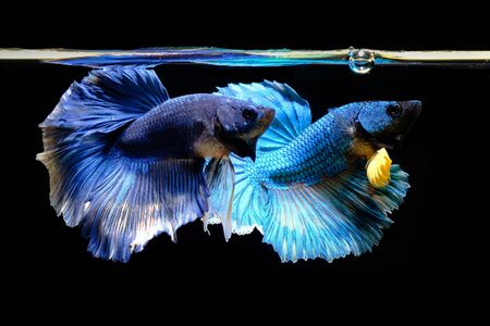 betta Fighting fishの写真素材