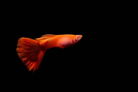 guppy fish in the aquariumの写真素材