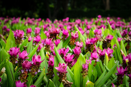 Purple flowers in the gardenの写真素材