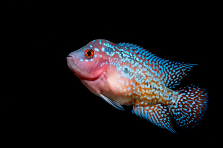 Cichlids fish in a beautiful aquarium