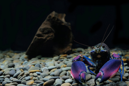 crayfish Cherax in the aquariumの写真素材
