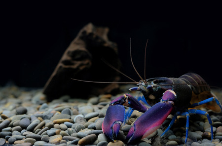 crayfish Cherax in the aquarium