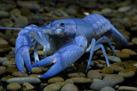 crayfish Cherax in the aquarium