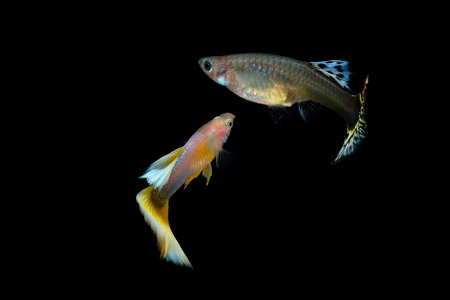 guppy fish in the aquariumの写真素材