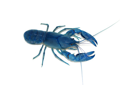 blue crayfish Cherax in the aquariumの写真素材