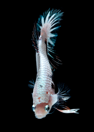 Betta fish Fight in the aquariumの写真素材