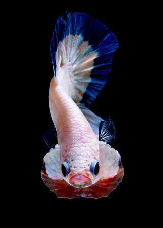 Betta fish Fight in the aquarium black blackgroundの写真素材