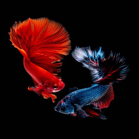Betta fish Fight in the aquarium black blackgroundの写真素材
