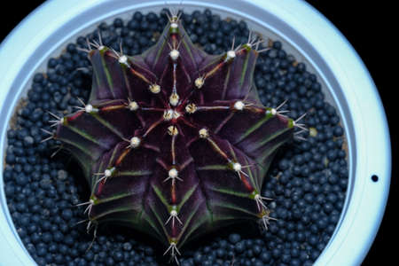 cactus gymnocalycium alkalis