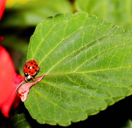 Lady bugの写真素材