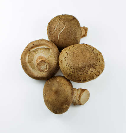 Chinese black mushroom on white backgroundの写真素材