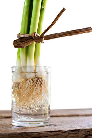 Japanese leek in glass on the wood table.