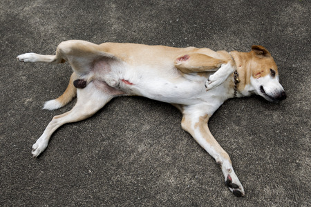 The sick dog with  looking sad eyes.の写真素材