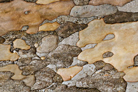 Background and Texture of wooden bark.の写真素材