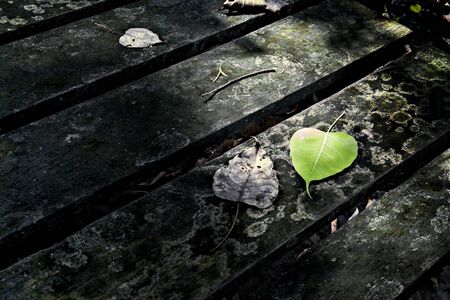 Bodhi leave or Pipal leave with sun effect on wood background and with copy space for text.の写真素材