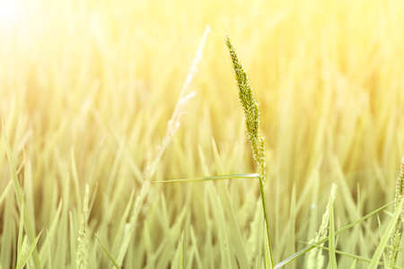 Green rice paddy in the cultivated agricultural field landscape rural scene under sunlight.の写真素材