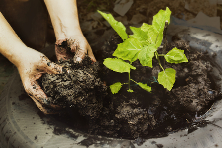 Planting young tree by man's hand gardeners to be planted into the soil with beautiful sun light in plantation field. Concept natural ecology.の写真素材
