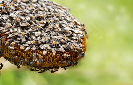 Honeycomb and bee or Apis florea on moringa tree and blur green leaves background.