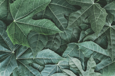 Green chaya  or Mexican spinach leaves background of the tropical plants which has jungle dark green...