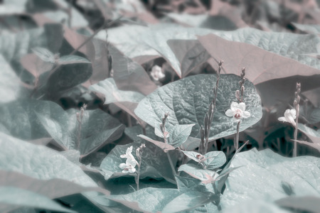 Beautiful flower grass little on green leaves background of the tropical nature with sunshine at relax morning time. Soft focus and blurred background. Texture for creative layout made of foliage.の写真素材