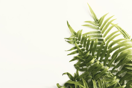 Fresh fern branch green leaves isolated on white background for creative layout made of leaf nature.の写真素材