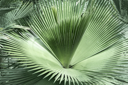 Fan palm green leaves or coconut fronds background of the tropical natural which has jungle green foliage. Texture for creative layout made of leaf nature.の写真素材
