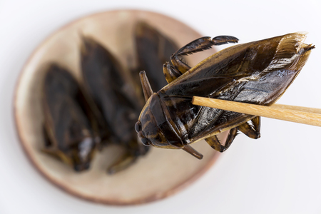 Giant Water Bug is edible insect for eating as food Insects deep-fried crispy snack on plate and chopsticks on white background, it is good source of protein. Entomophagy concept.の写真素材