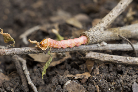 Red Zeuzera coffeae or moths stem borer destroy tree, it is dangerous insect pests with plant...