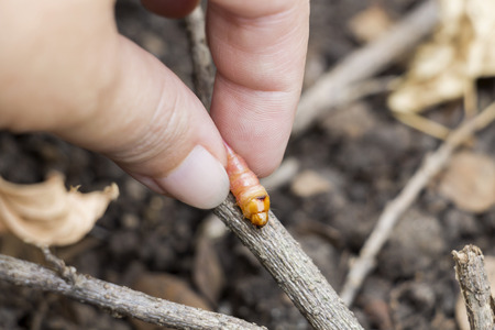 Red Zeuzera coffeae or moths stem borer destroy tree on female hands's farmer which agriculture...