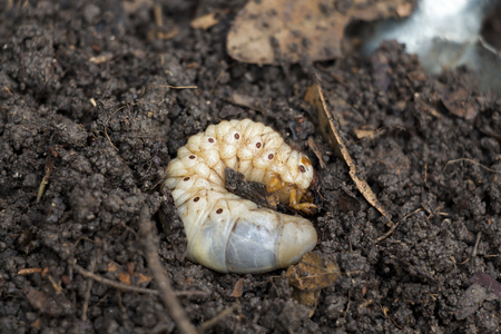 Grub Worms or Rhinoceros worm grow in soil on farm which agriculture gardening. Worm insects for eating as food, it is good source of protein edible. Environment and Entomophagy concept.の写真素材