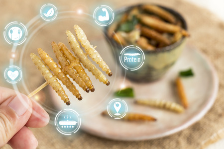 Food Insect: Woman hand holding Bamboo worm insect for eating as food snack deep-fried in plate on sackcloth and icon nutrition media. Bamboo Caterpillar is good source of protein edible. Entomophagy.の写真素材