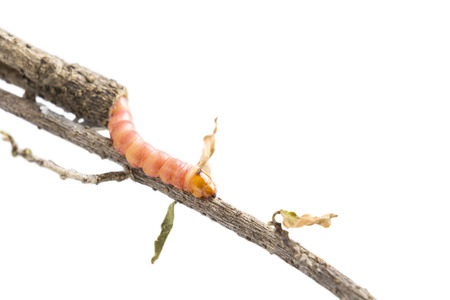 Red Zeuzera coffeae or moths stem borer destroy tree on woman hands's farmer which agriculture gardening. It is dangerous insect pests with plant disease of vegetables.の写真素材