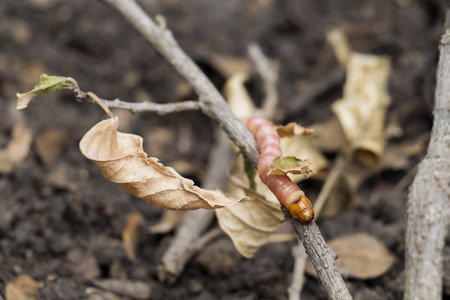 Red Zeuzera coffeae or moths stem borer destroy tree, it is dangerous insect pests with plant disease of vegetables and agriculture.の写真素材