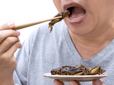 Food Insects: Man eating Cricket insect on chopsticks. Crickets deep ...