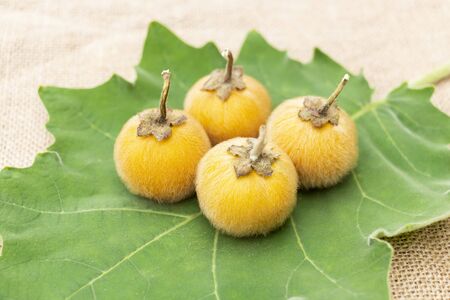 Solanum stramonifolium or coconilla fruit. Food ingredient and herb for healthy on chopping wood and sackcloth background.の写真素材