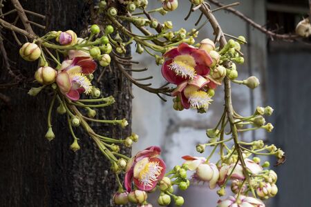 Flower of Shorea robusta or Sala flora on Cannonball tree  with green bokeh background Tree is...