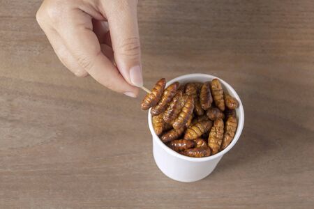 Woman eating Insects Silkworm Pupae (Bombyx Mori). Her hand holding disposable cup which containing worm snack deep-fried for take-away. It is good source of protein edible. Entomophagy concept.の写真素材