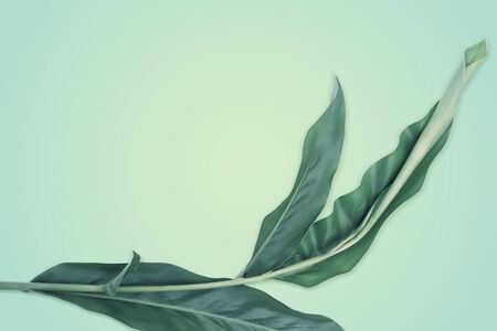 Green galangal leaves on the green background. Creative layout with nature concept with copy space...
