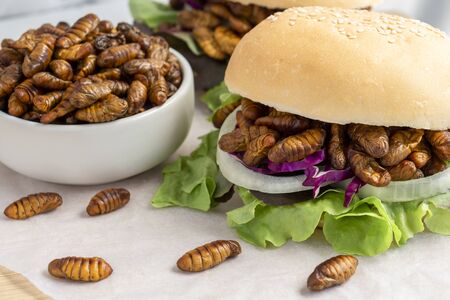 Food Insects: Silkworm Pupae insect deep-fried for eating as food in bread burger with vegetable and bowl on wooden table, it is good source of protein edible. Entomophagy concept.の写真素材