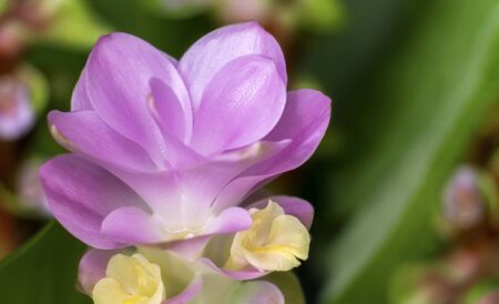 Torch ginger red flower (Alpinia purpurata) with on green leaves background beautiful of the tropical, close up.の写真素材