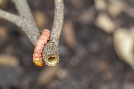 Red Zeuzera coffeae or moths stem borer destroy tree, it is dangerous insect pests with plant disease of vegetables and agriculture.の写真素材