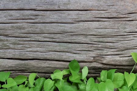 Texture of wooden use as natural. Vintage wood plank with green leaves for background or creative layout with copy space for text.の写真素材