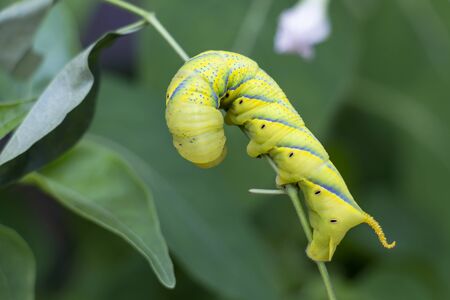 Acherontia styx, the lesser death's head hawkmoth or bee robber in woman hand, it is a worm of sphingid moth found on leaves in green nature background from Asian.の写真素材