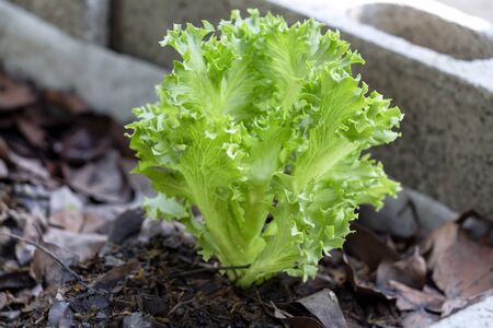 Frillice Iceberg Lettuce grown on soil ground in organic farm background for food healthy vegetables salad.の写真素材